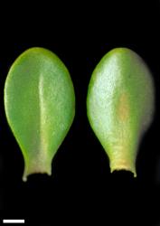 Veronica murrellii. Leaf surfaces, adaxial (left) and abaxial (right). Scale = 1 mm.
 Image: W.M. Malcolm © Te Papa CC-BY-NC 3.0 NZ